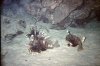 K640_imm027_26A.JPG