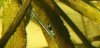 Panda Tiger Tooth.jpg