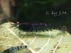 0110LittleBigBlue.JPG