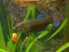 splendens_1.JPG