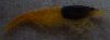 P1070259_small.jpg