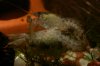 DSC06575a.jpg