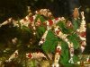 Crystal-Red-Mischlinge.jpg