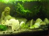 Rainbow Shiner Aquarium.jpg