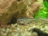 Rainbow Shiner 1.jpg