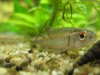 Rainbow Shiner 2.jpg