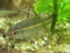 Rainbow Shiner 3.jpg