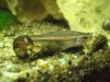 Rainbow Shiner 4.jpg