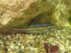Rainbow Shiner 5.jpg