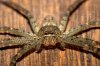 Spinne800_600.jpg
