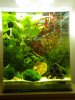 Aquariumfebklein.JPG