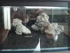 comp_DSC01691.jpg
