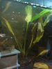 Cryptocoryne ciliata_2008-03-01_submers.jpg