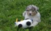 Puppy w.jpg