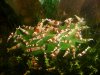 Crystal-Red-Mischlinge.jpg