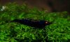 Black Tiger Preußen Blue 01.jpg