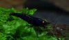 Black Tiger Preußen Blue 02.jpg