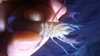 cherax destructor.jpg