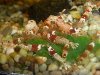 Franks-Farbformstamm-F2.jpg