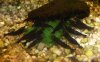 Franks-schwarze-Tiger-OE.jpg