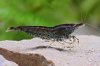 heteropoda_blue-blackfire.jpg