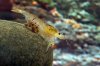 caridina_cucphuongensis2g.jpg