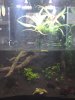 Paludarium 3.jpg