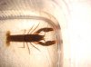 cherax_orangetip.JPG