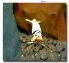SW-Bee Mosura WEB.jpg
