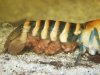 cherax_peknyi.JPG