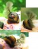 Geweihschnecke mit Pinselalge.jpg