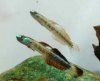 Stiphodon percnopterygionus-1.jpg