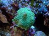 discosoma supergreen.jpg