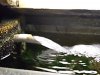 DSCF1713.JPG