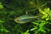 Salmler 2 Aqua leader 2 425.jpg