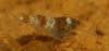 DSC_0857a.jpg