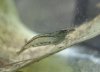 Caridina sp.blue web.jpg