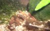 RedCherry.jpg