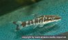 Otocinclus%20spec_%20Zebra.jpg