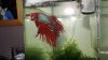 8. Multi Crowntail.JPG