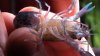 cherax destructor 004.jpg