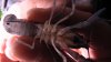cherax destructor 003 eingekreist.JPG