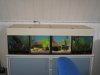 Aquarien 4.JPG
