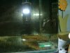 Juwel 2010 001.JPG