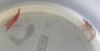 DSCN2575kl.JPG