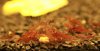 Viele_Purpel_Bee0358.JPG