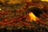 Purpel_Bee_mit-Tylo_0391_2.JPG