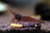 Purpel-Bee_Gross_0373_2.JPG