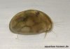 muschelkrebs_kamera_400px.jpg