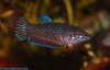 splendens.jpg